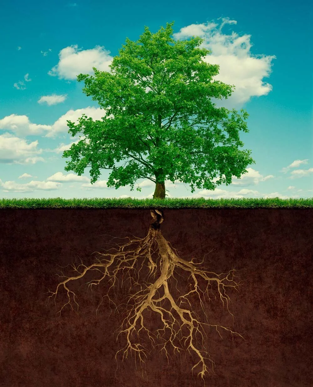 Rooted: Home is Where the Heart is