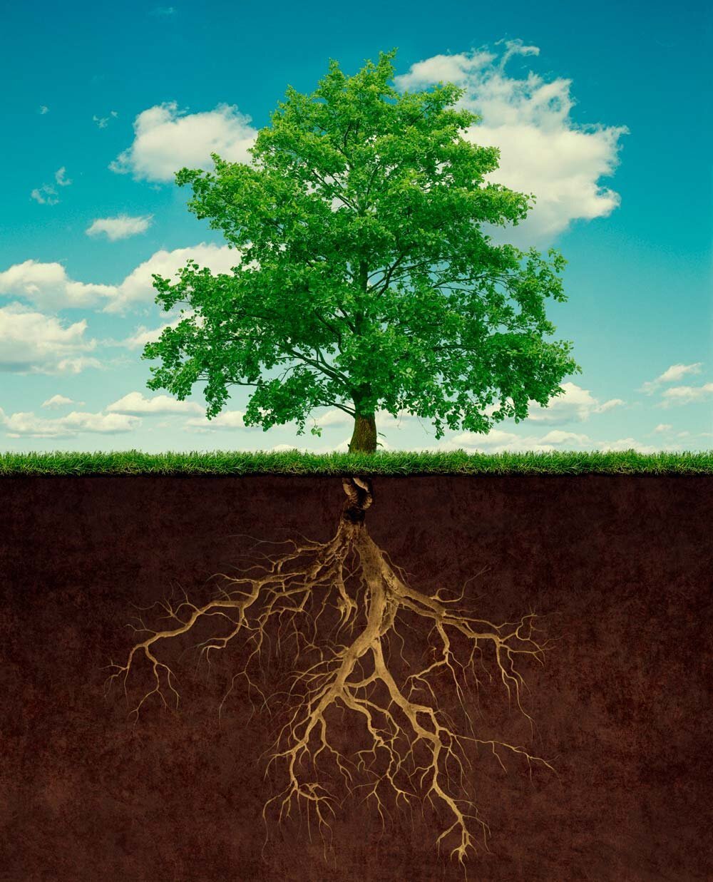 Rooted: It’s Good to Be Home