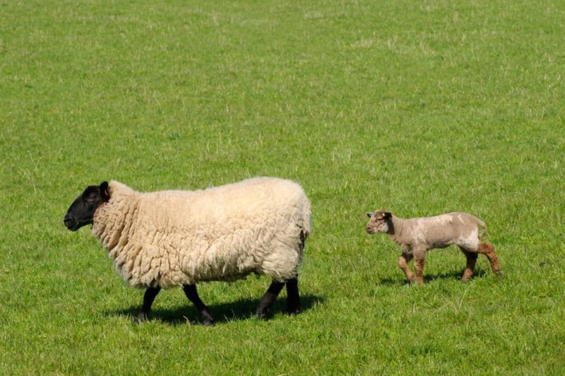 Counting Sheep: Stay in Your Lane