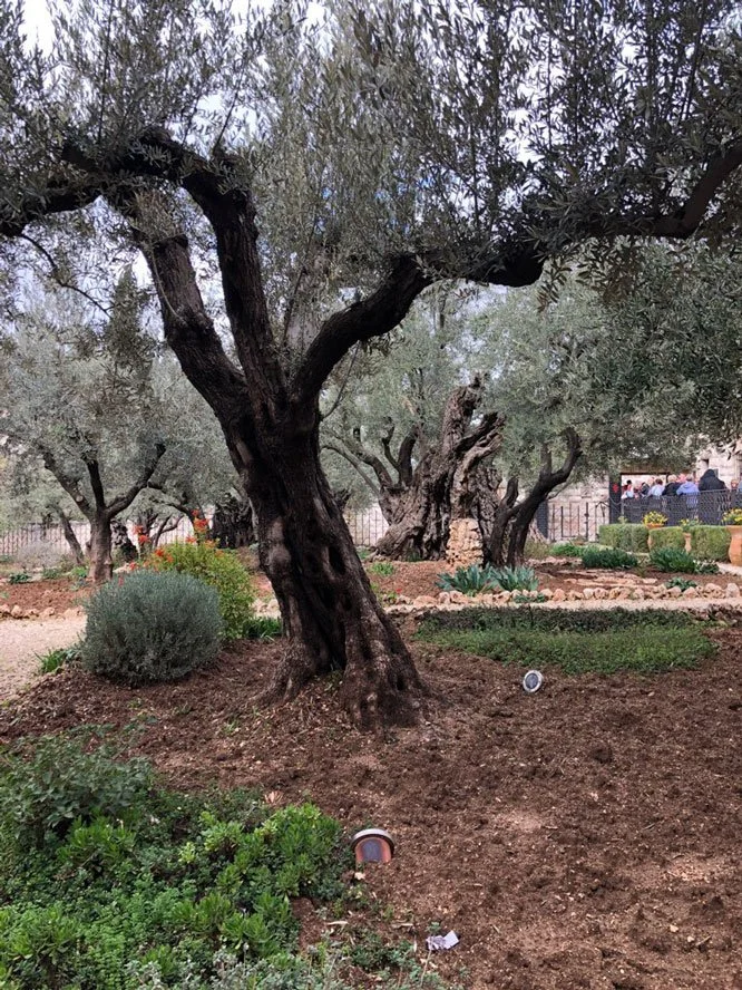 Copy of Copy of The Garden of Gethsemane