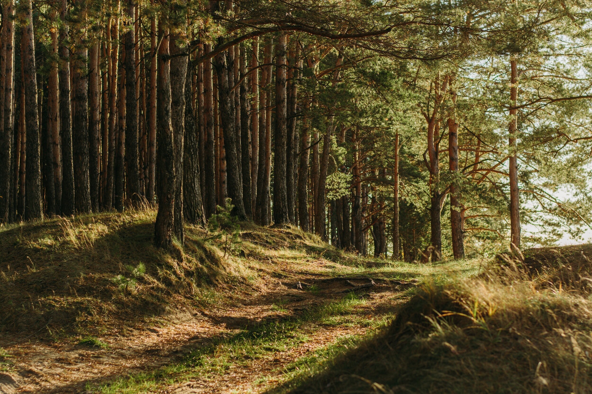 Forest Bathing
