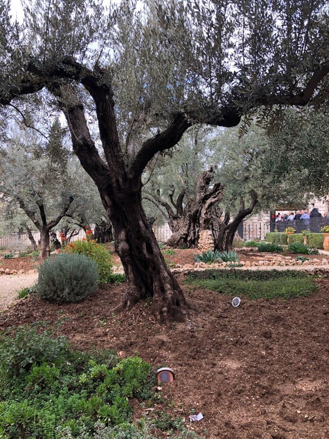 Copy of The Garden of Gethsemane