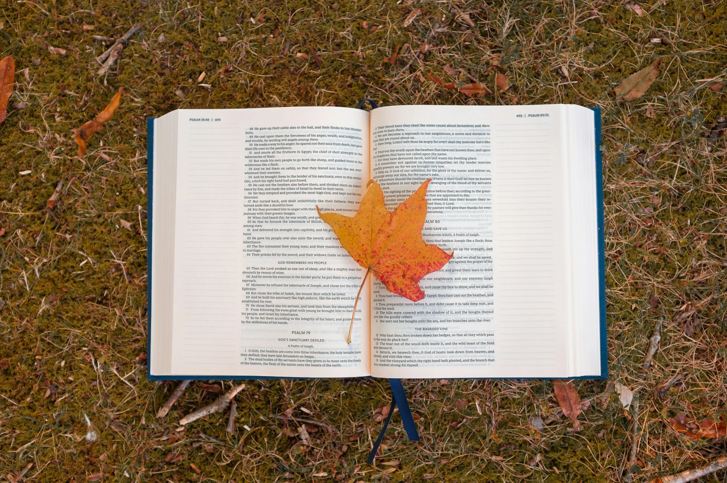 Fall Bible Study Opportunities