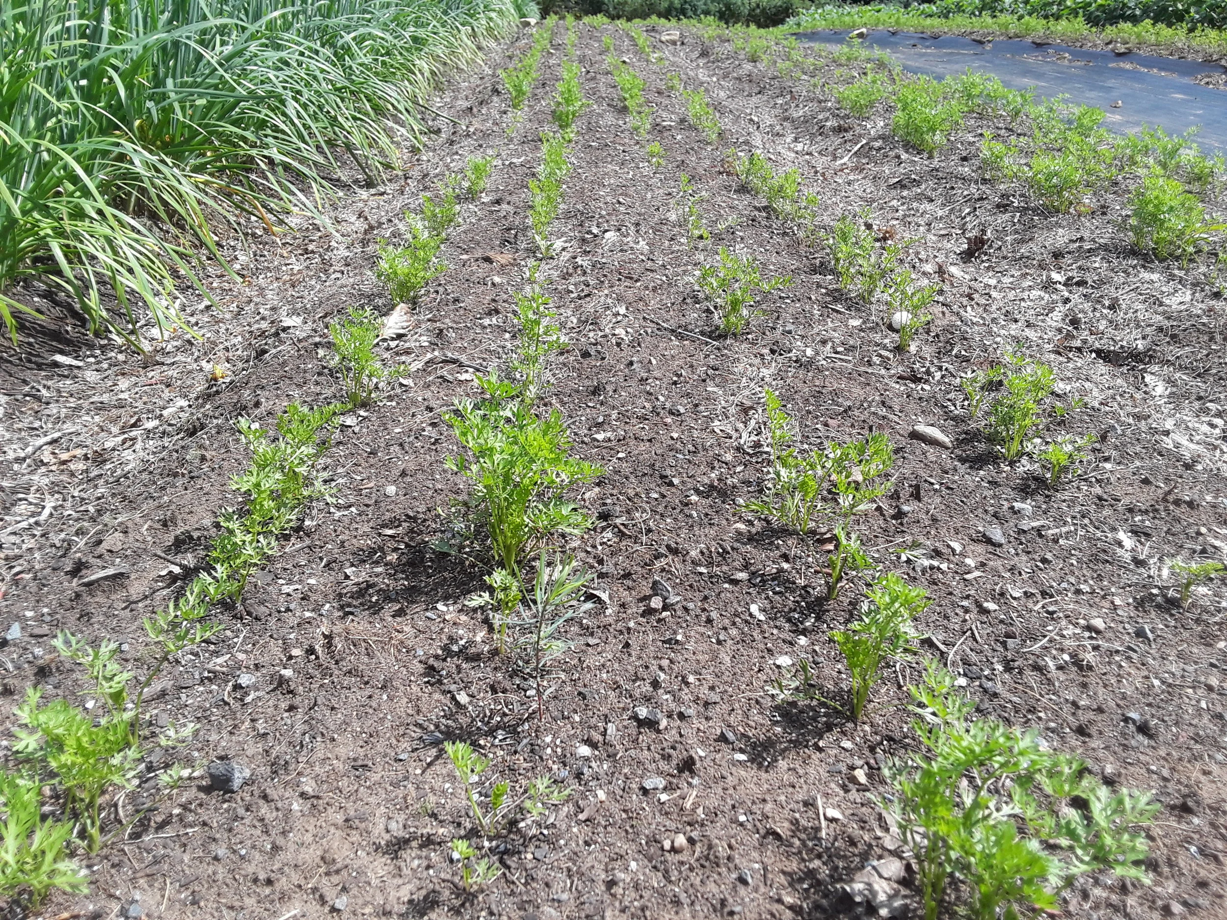 A bed of carrots