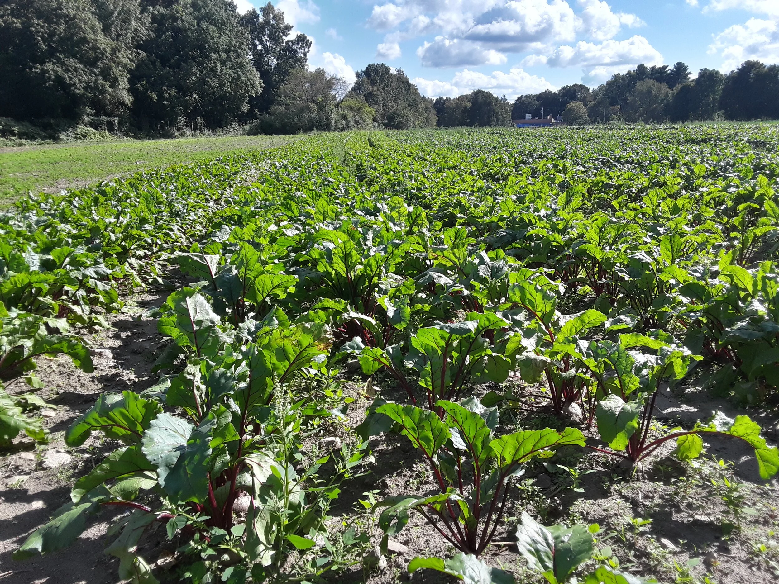 A healthy field of beets