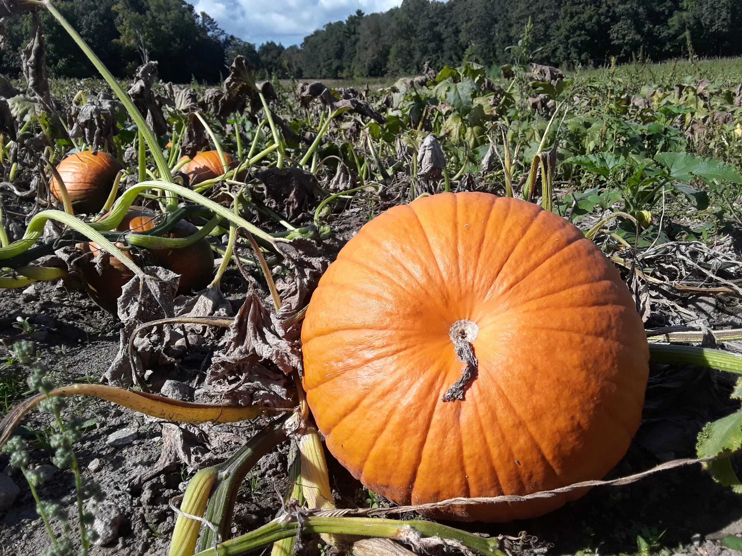A pumpkin ready for harvest