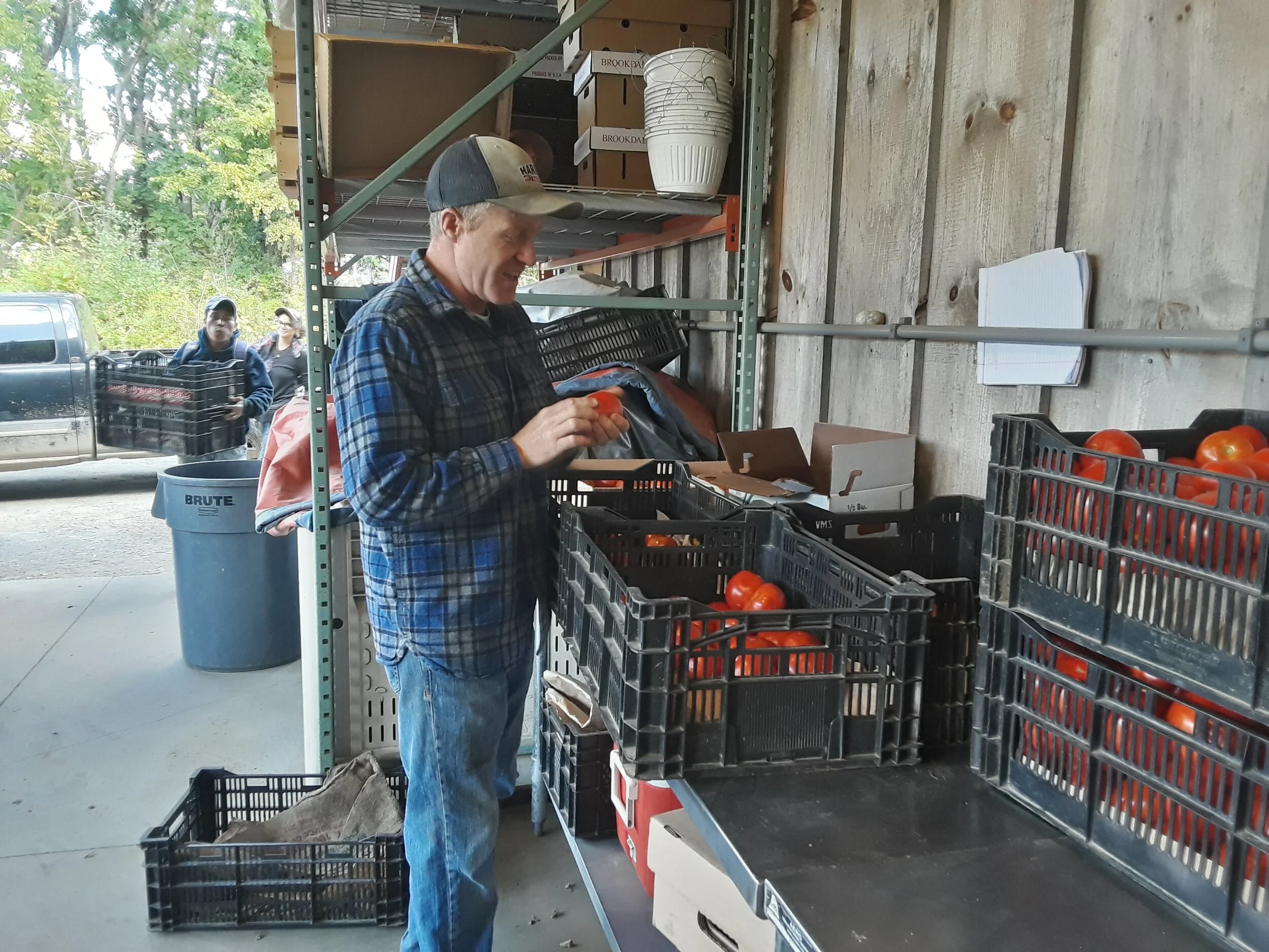 Kevin with his tomatoes