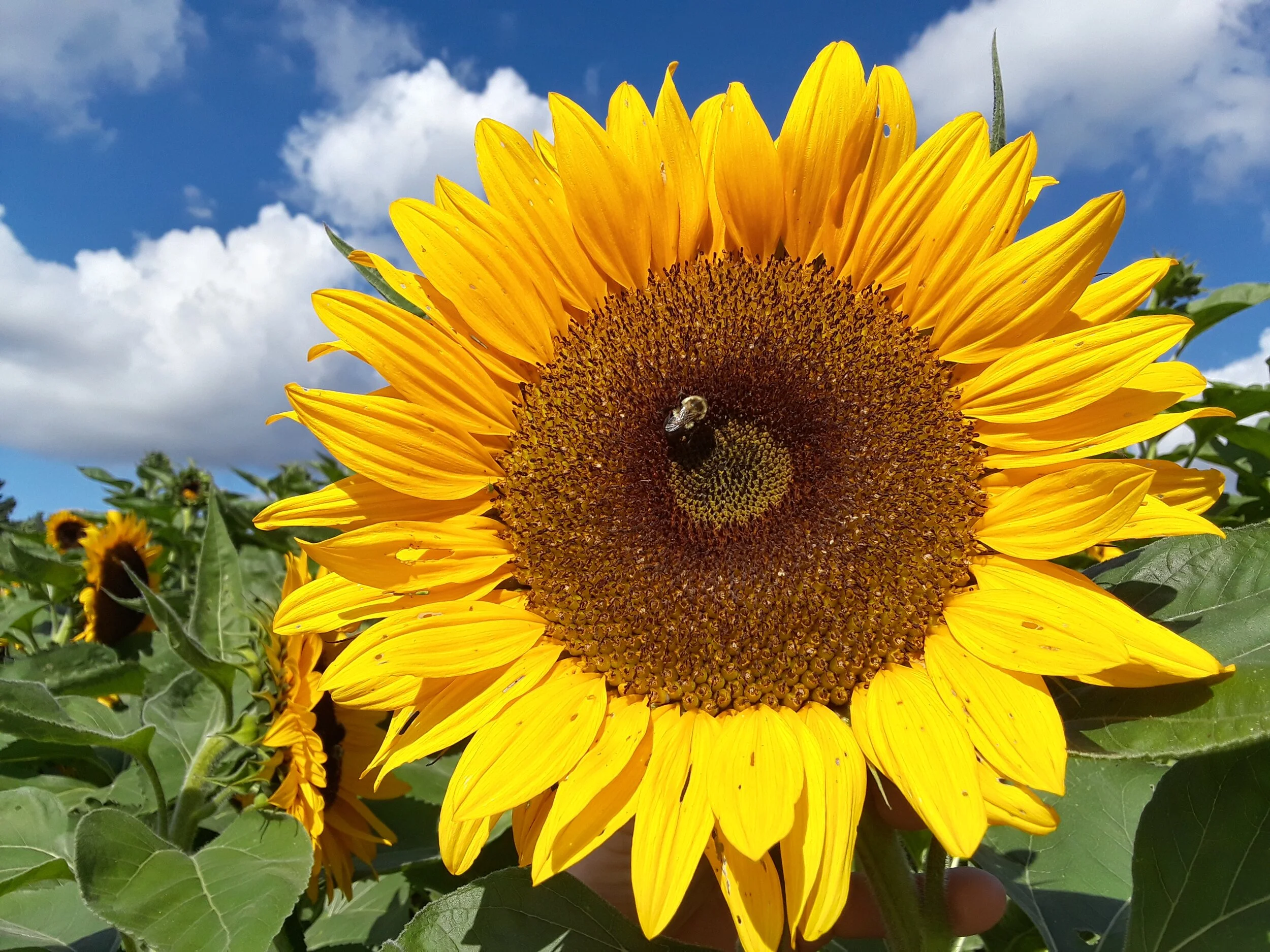 Sunflower with a bee! Their sunflowers are huge. It’s bonkers.