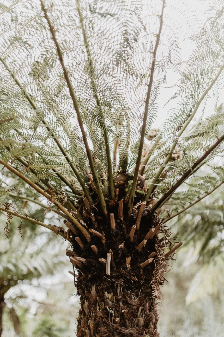 Botanical Gardens - Bristol