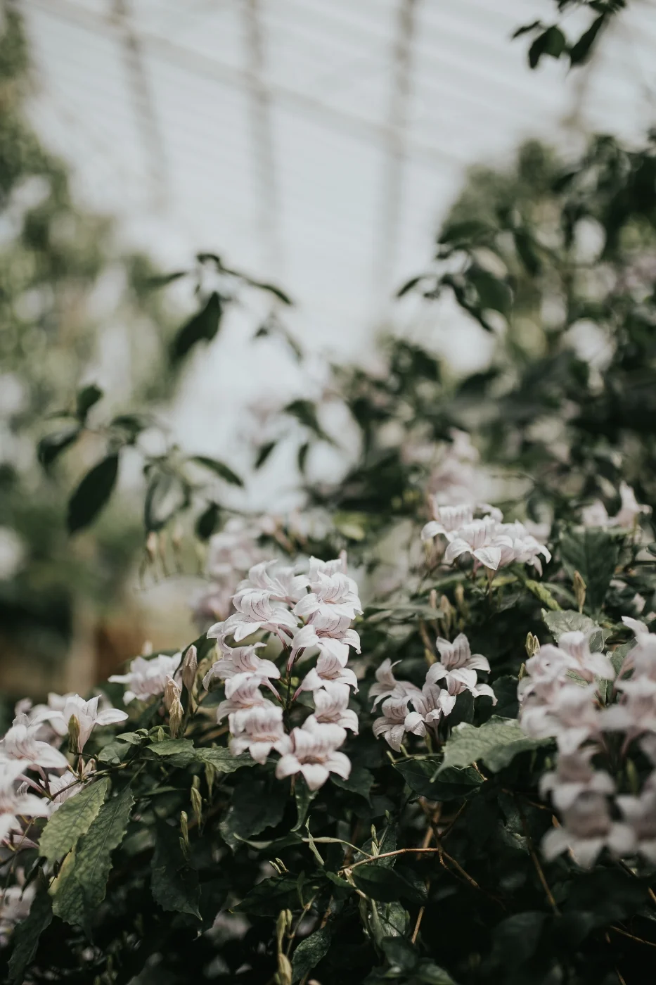 The Barbican Conservatory - London