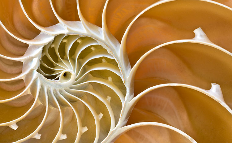 Nautilus-Spiral_4592.jpg