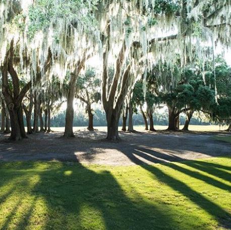 sea island spanish moss.JPG