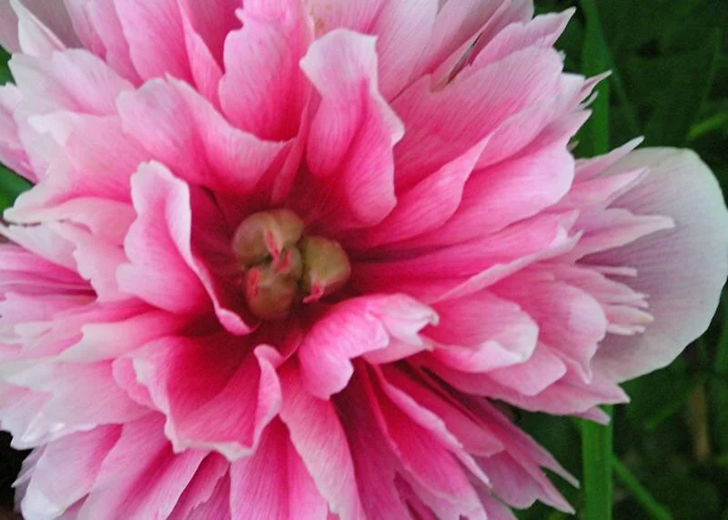 Home — Chanhassen Farmers' Market