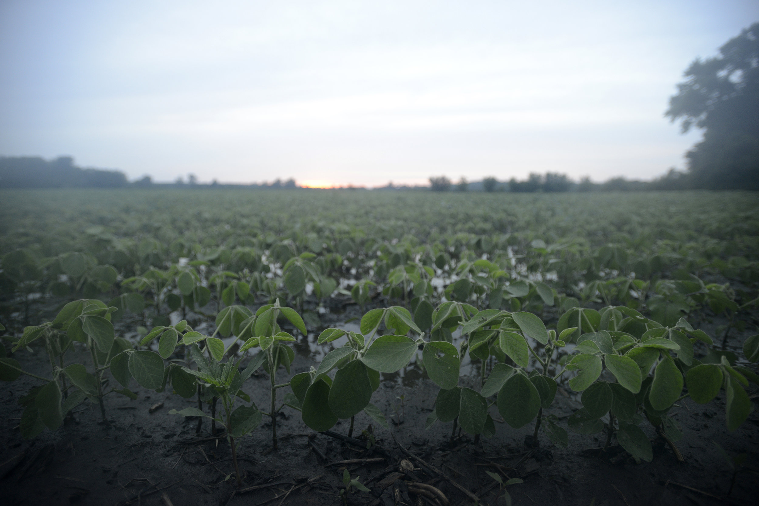  Soybean plants stick out from the mud in Columbia, Missouri in June of 2015. Days of heavy rain leave crops in the region drenched with water. 