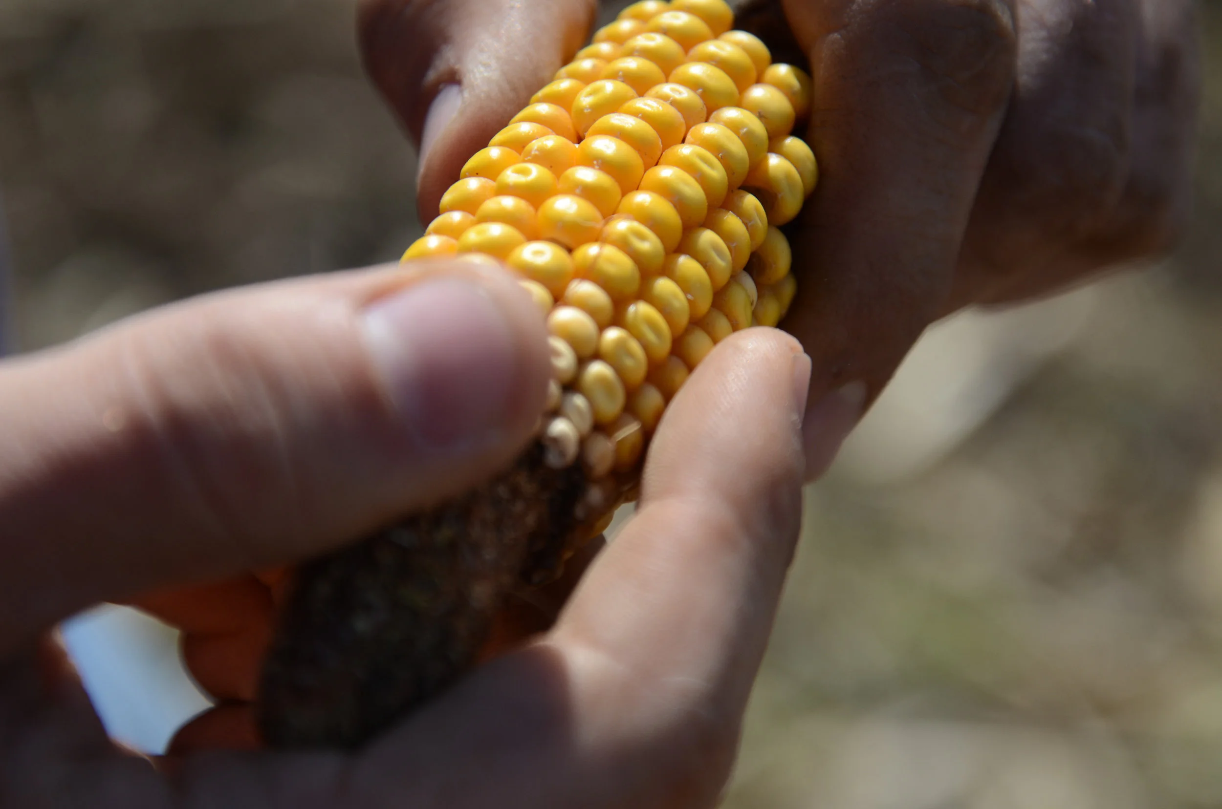  Zach looks at an old ear of corn that was laying on an unplanted field. Zach grows dent corn, which is primarily used for animal feed or ethanol. Dent corn is identifiable from other species of corn beause of the tiny dents on the tops of the kernel