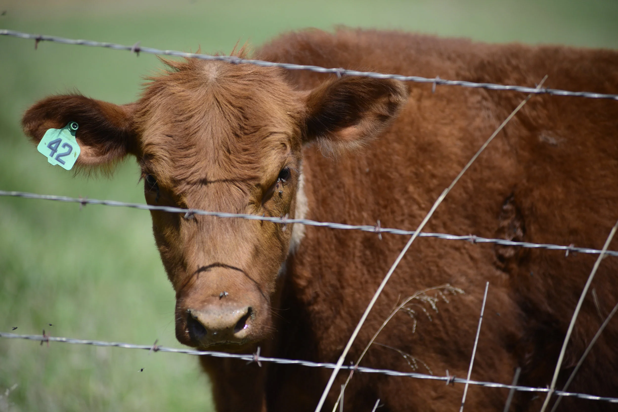  A young red angus cow looks through a barbed wire fence on a field in De Kalb, Missouri. Zach’s cousin Dave Reddick owns part of the land that their family has owned for over a century. In addition to growing crops, Dave has Angus and Red Angus cows