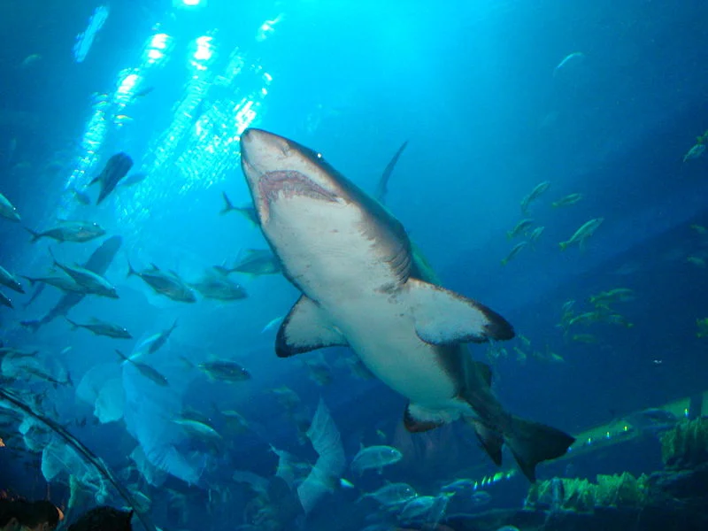 1 Dubai_Aquarium