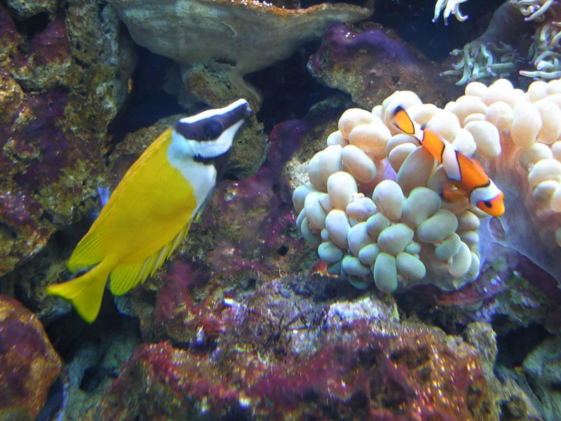 5 submarino Seoul_Aquarium.jpg