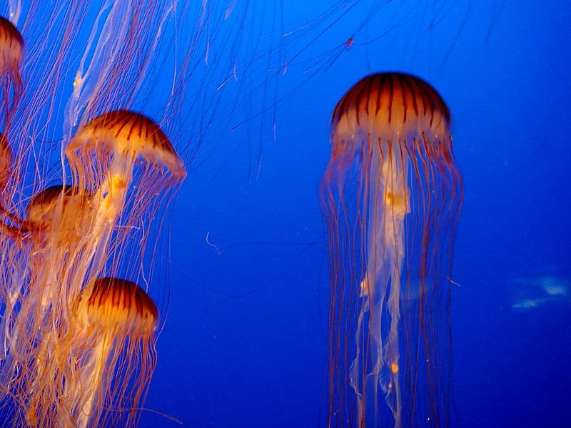 7 Vancouver_Aquarium.jpg