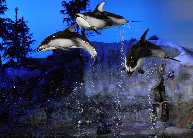 8 last Chicago_Aquarium.JPG