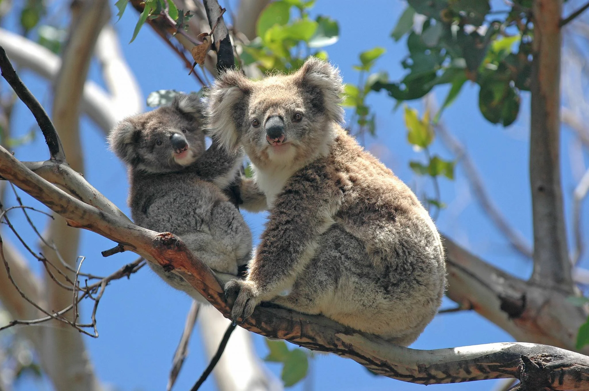 3 Top Notch Reasons to Visit Sydney, Australia’s Most Populous City