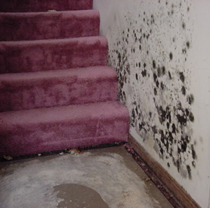 mold+remediation.png