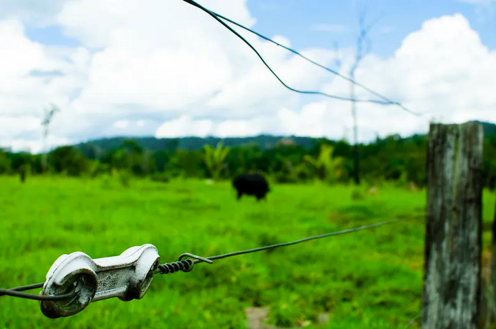 Climate - Gold, oil, banks, and cattle rustling at heart of the 'Wild West' culture destroying the Amazon
