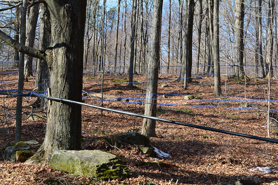 Black pipes are the main lines with smaller blue lateral lines connecting to the tree taps