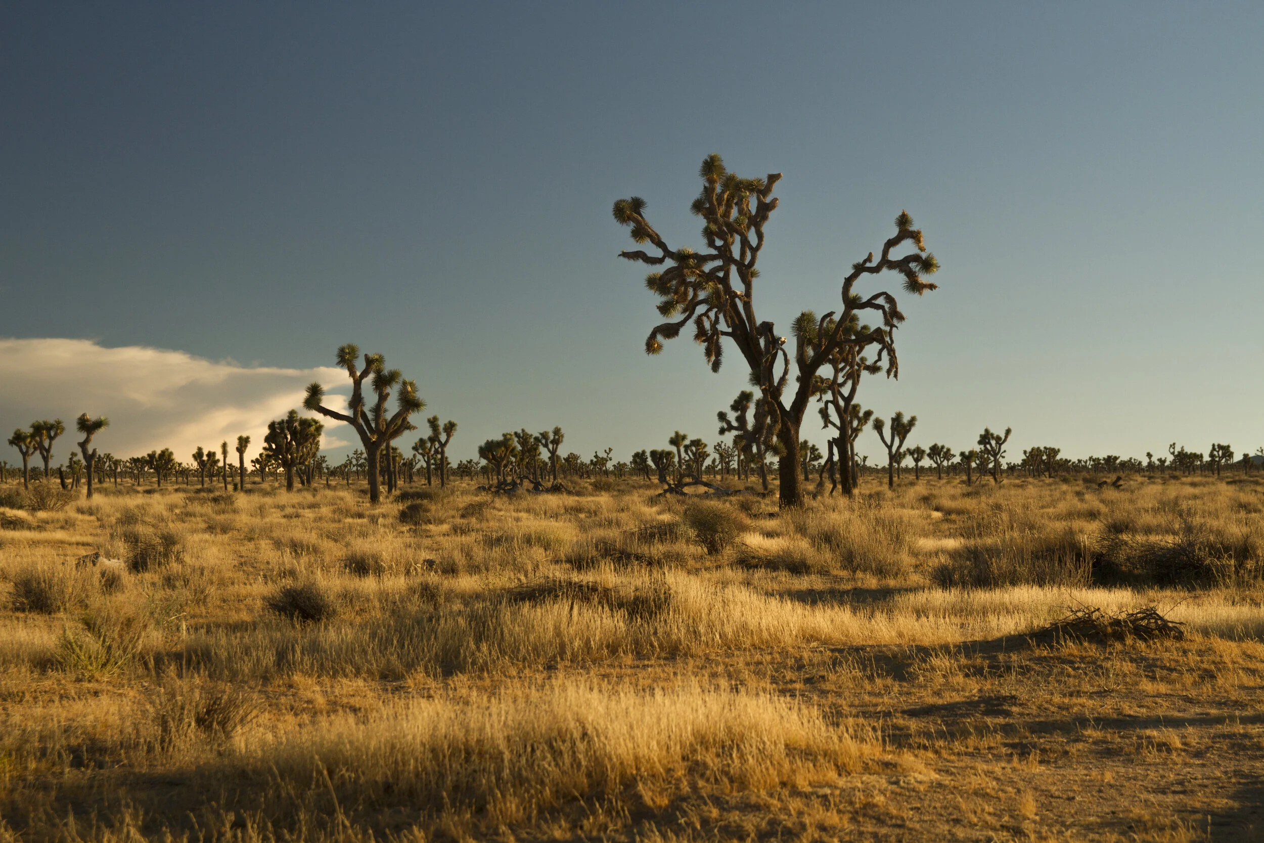 JoshuaTree17.jpg