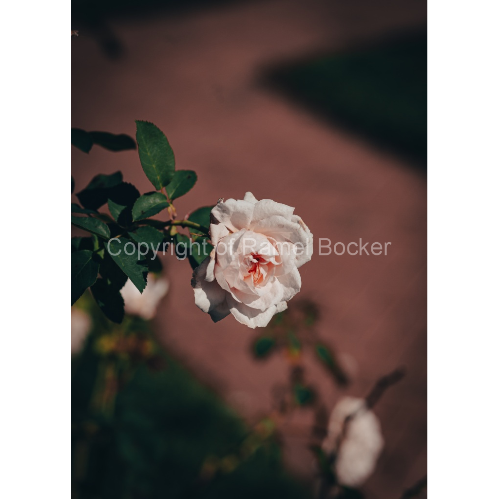 image_original_1ccee8d095da5338b8e6ca1903bd7500.png