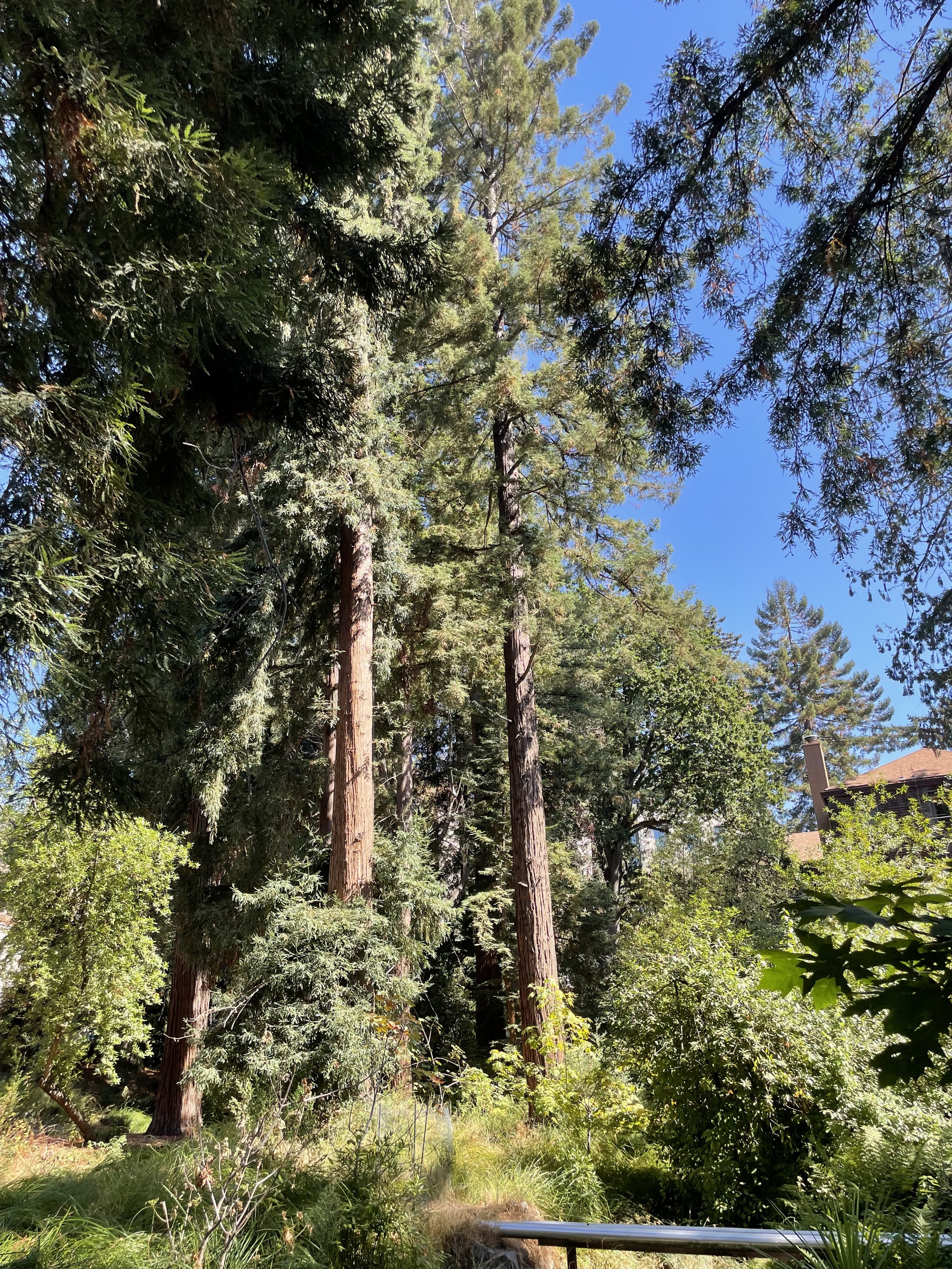 redwoods on campus.jpg