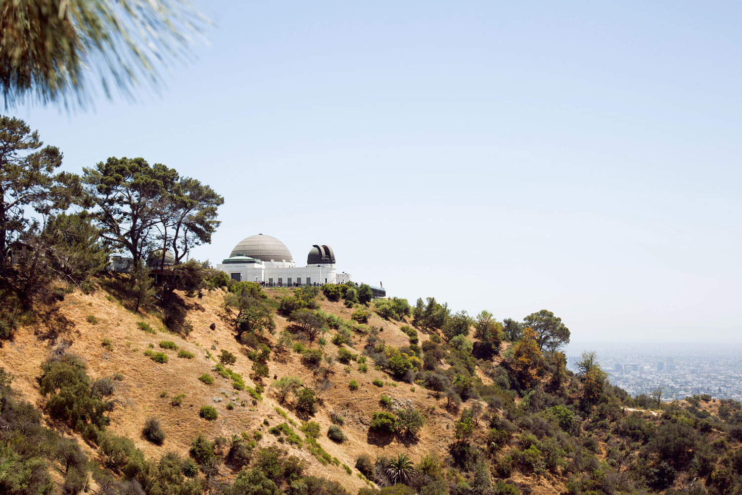 Griffith Observatory on a hilltop surrounded by trees and overlooking Los Angeles, California, under a clear blue sky. Photographed by Kayla Duffney Creative.