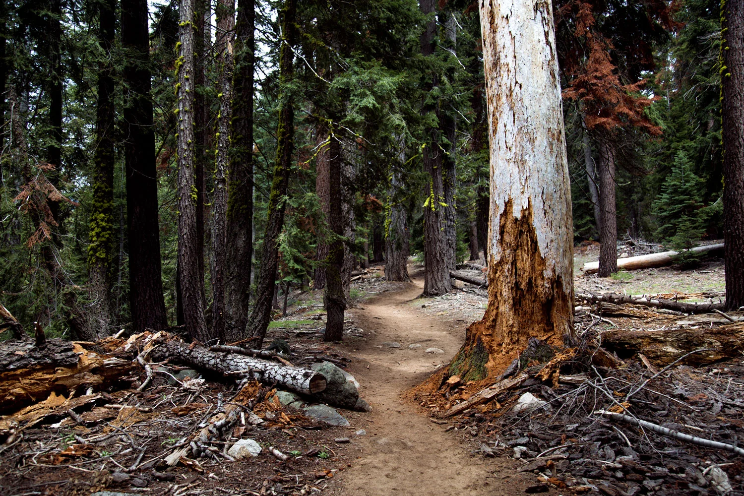 A dirt trail winds through a dense forest of tall Sequoia trees, with fallen logs and branches on the ground. Photographed by Kayla Duffney Creative.
