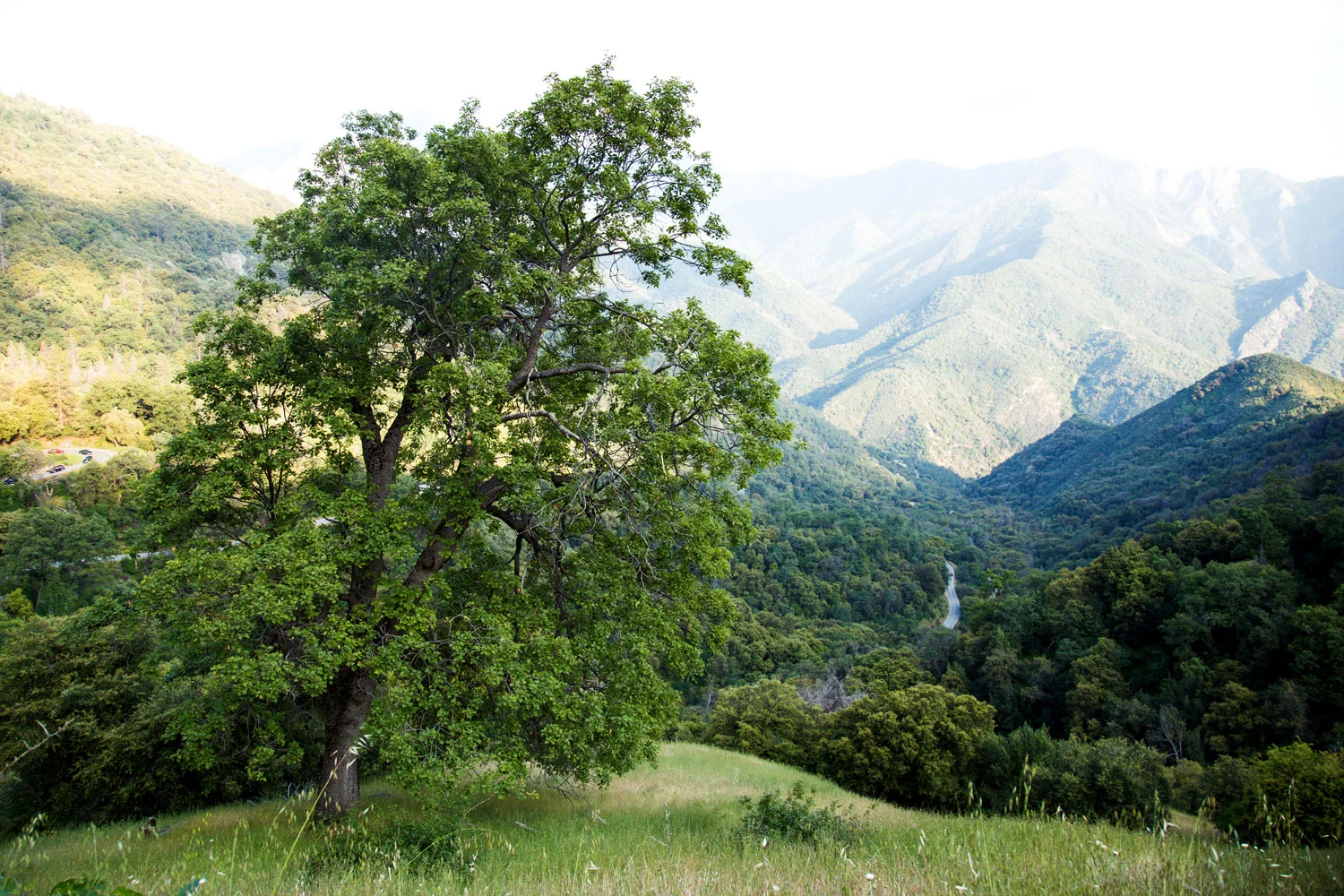 A large leafy tree on a grassy hillside with a mountain range in the background. Photographed by Kayla Duffney Creative.
