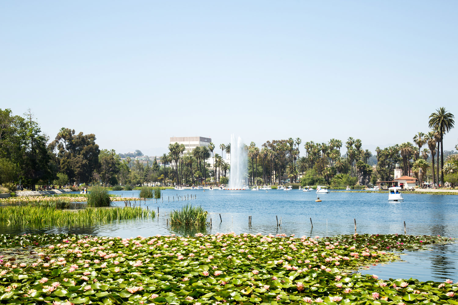 Echo Park in Los Angeles, CA surrounded by palm trees and greenery, with swan boats on the lake, a fountain in the distance, and a clear blue sky overhead. Photographed by Kayla Duffney Creative.
