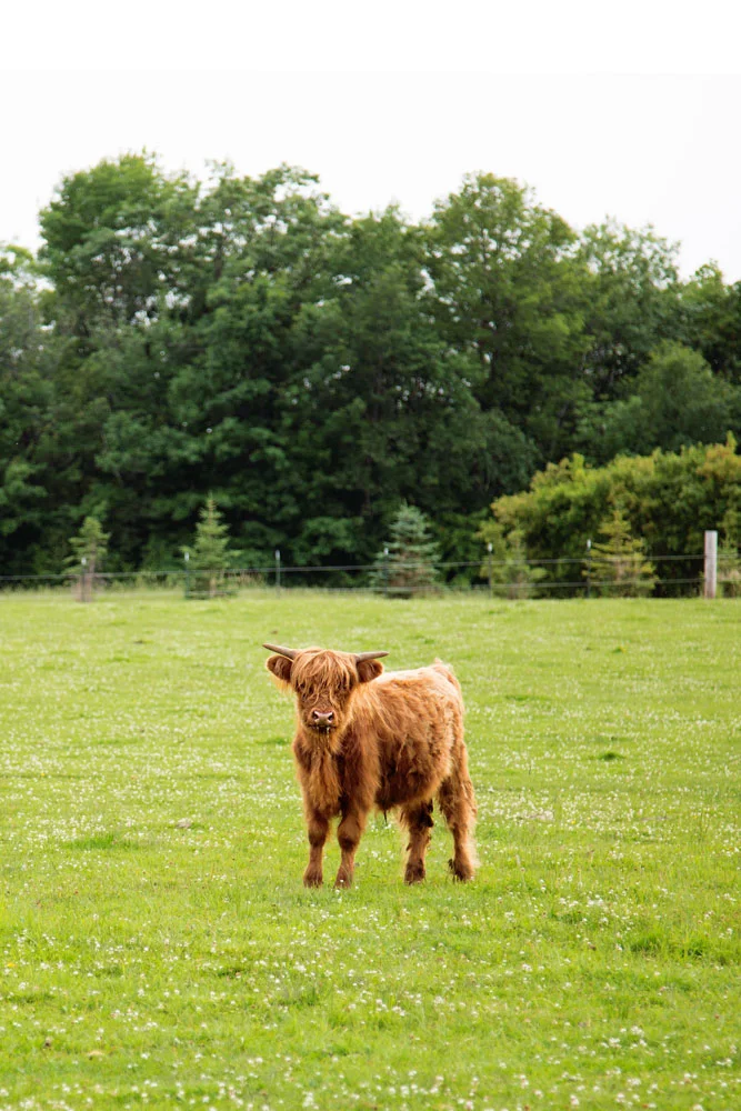 A brown Highland calf standing in a grassy field with trees in the background. Photographed by Kayla Duffney Creative.
