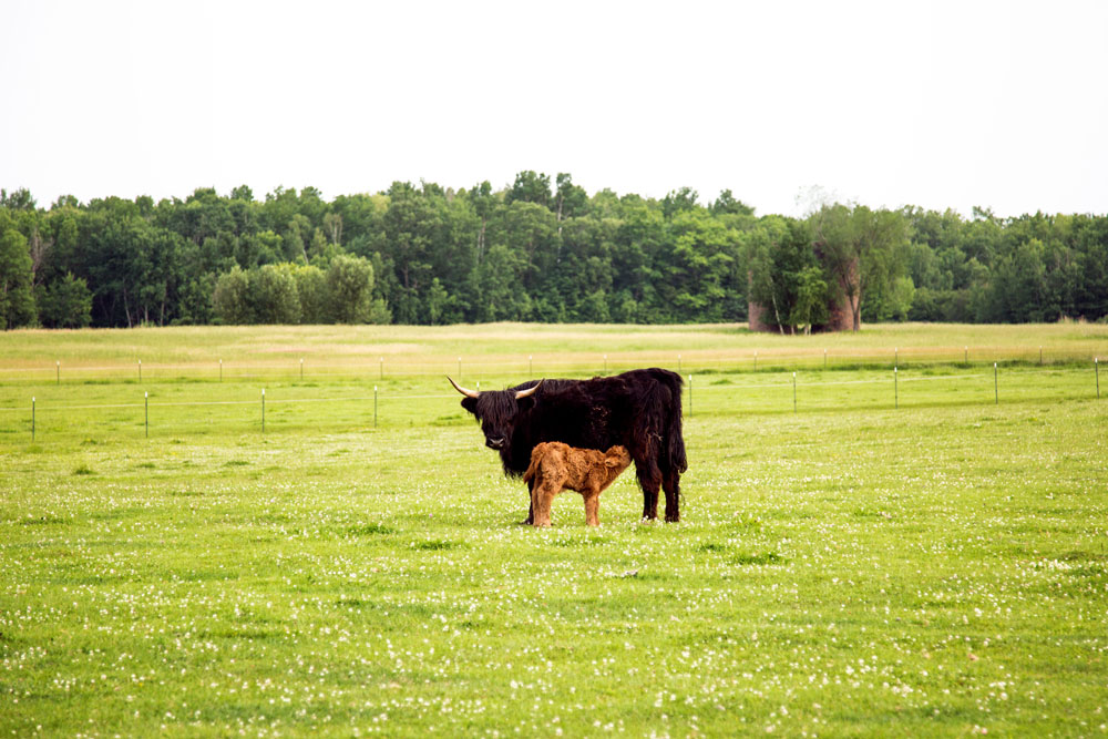 A black highland cow and a brown calf standing in a green field of grass with trees and a forest in the background. Photographed by Kayla Duffney Creative.
