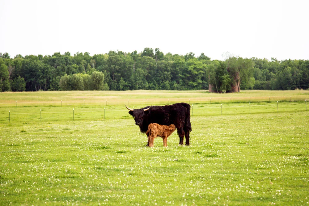 cows-7-smaller.jpg
