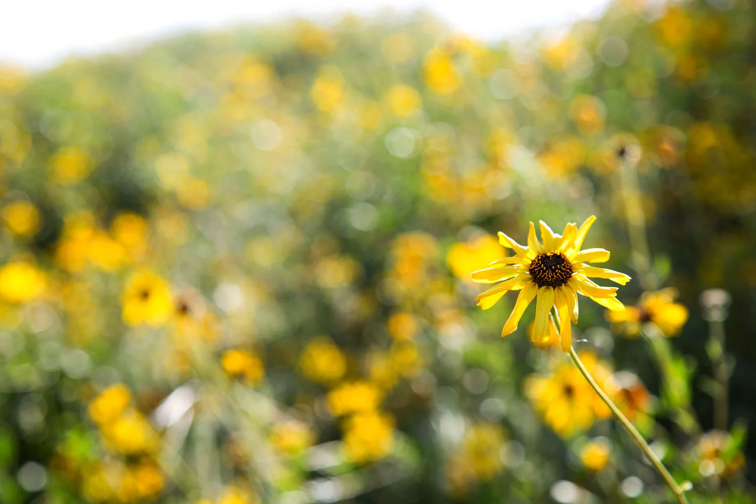 Close-up of a yellow flower with a dark center in a blurred background of yellow flowers and green foliage, outdoors. Photographed by Kayla Duffney Creative.
