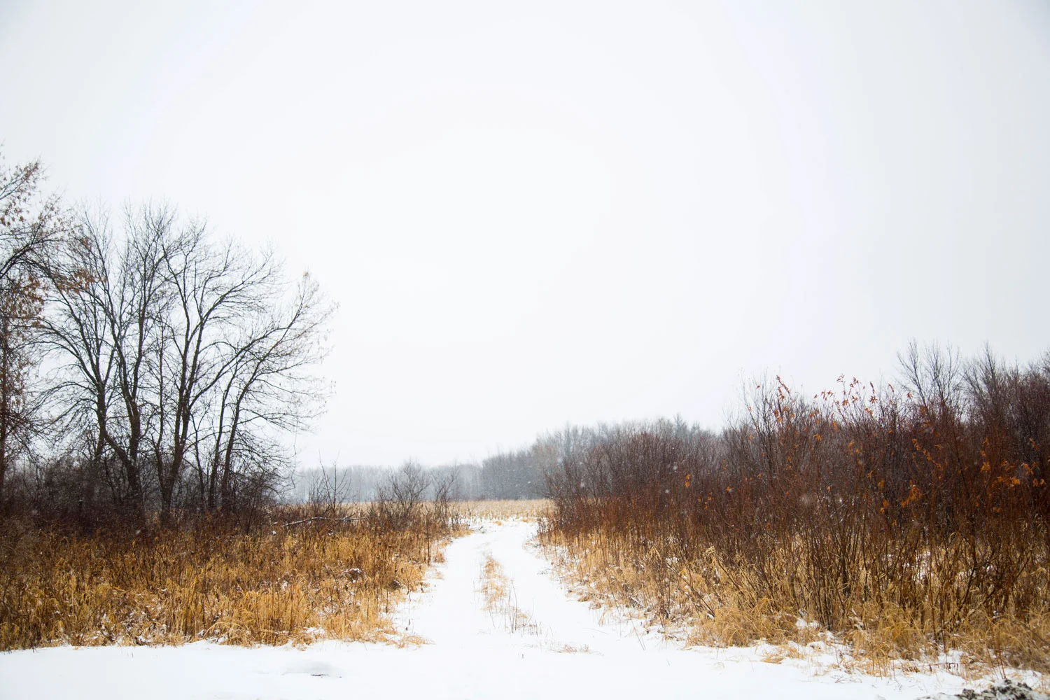 Snow-covered trail through a winter landscape with leafless trees and brown shrubs on either side. Photographed by Kayla Duffney Creative.