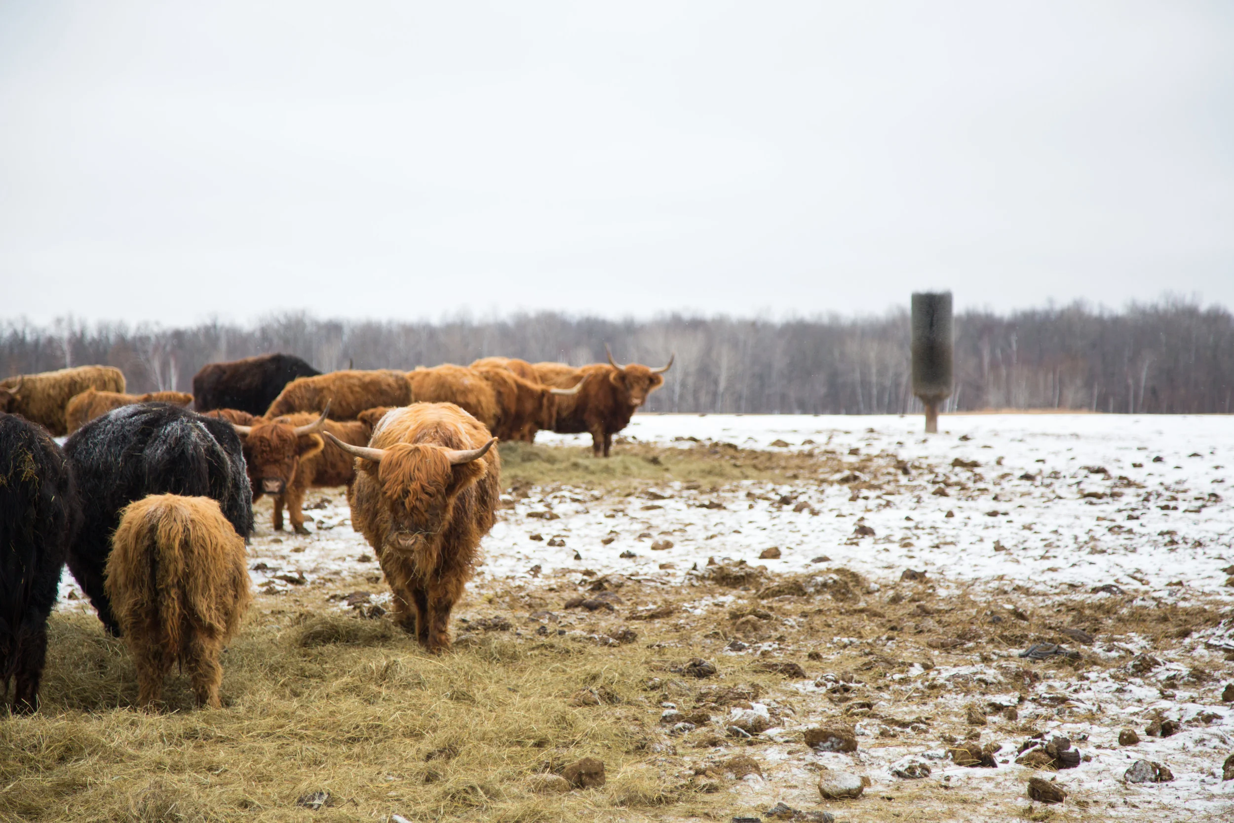 A herd of Highland cattle grazing on a frosty field with patches of snow, under an overcast sky. Photographed by Kayla Duffney Creative.