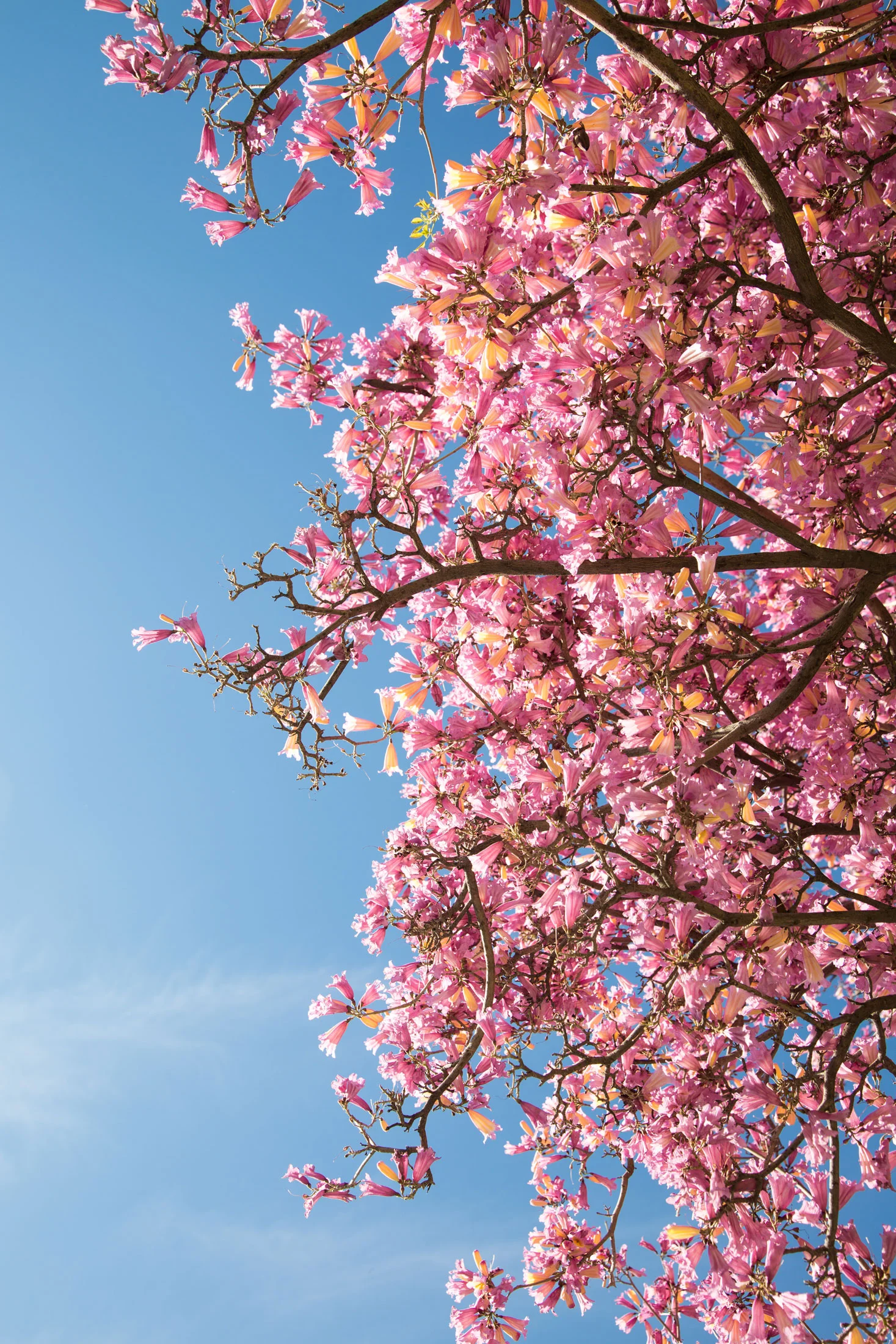 Pink flowering tree against a clear blue sky. Photographed by Kayla Duffney Creative.