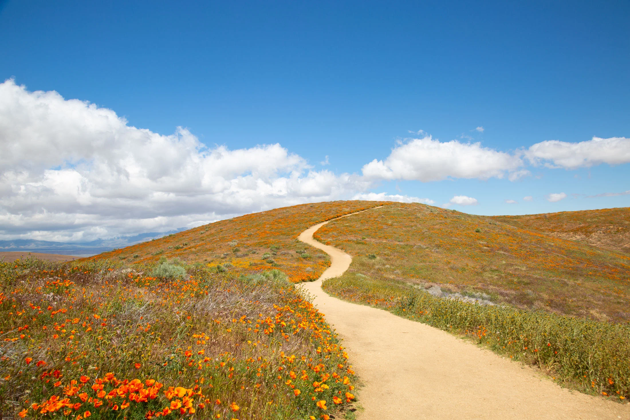 A dirt path winding through a hillside covered with orange and yellow tulips under a partly cloudy blue sky. Photographed by Kayla Duffney Creative.