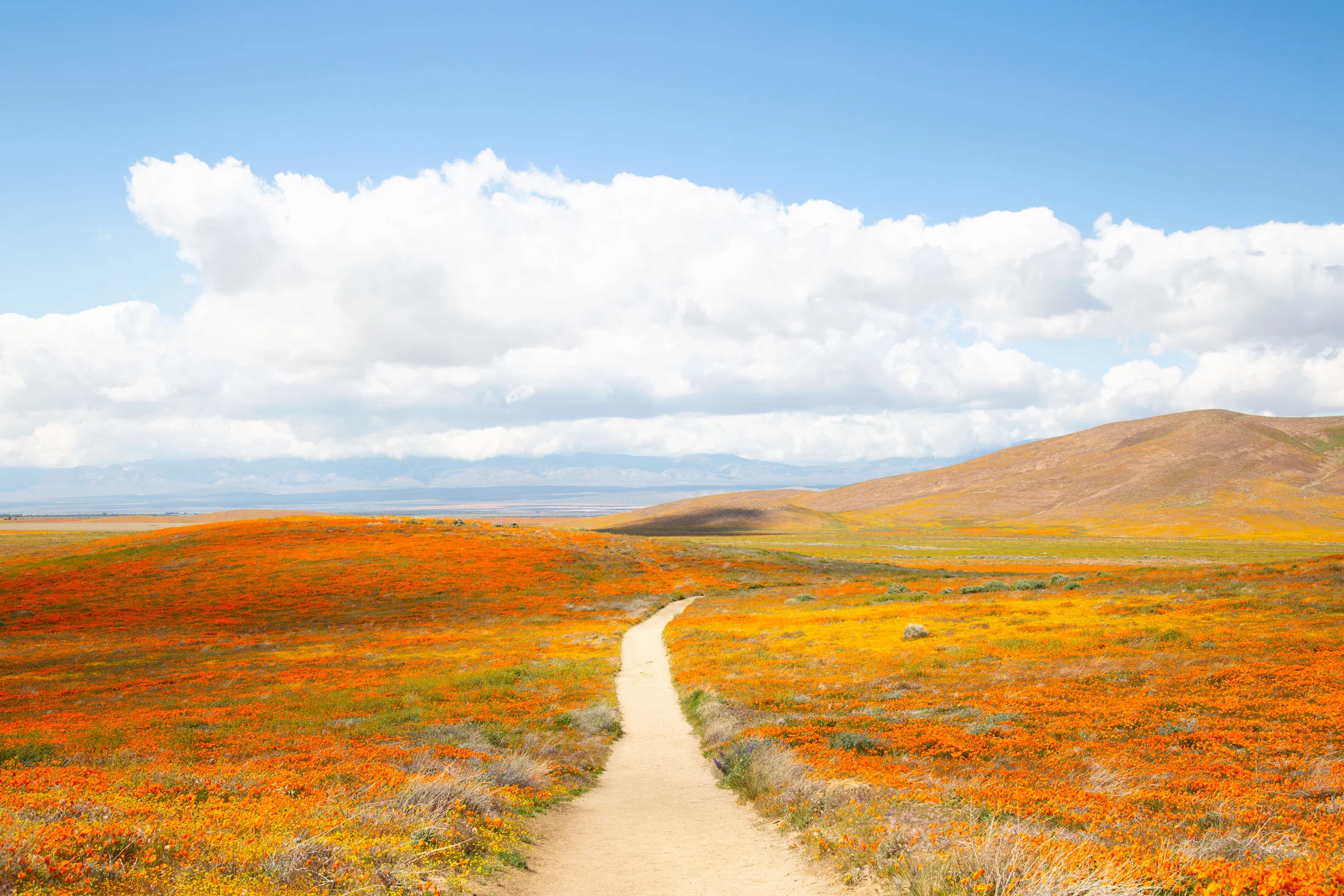 A dirt path winding through a colorful field of tulips with rolling hills in the background and a partly cloudy sky overhead. Photographed by Kayla Duffney Creative.