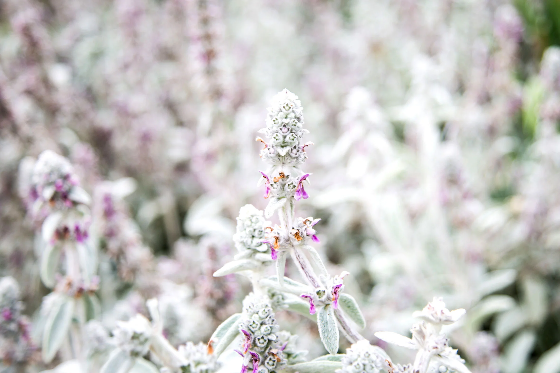 A close-up of a white and purple flowering plant with fuzzy leaves in a garden setting. Photographed by Kayla Duffney Creative.