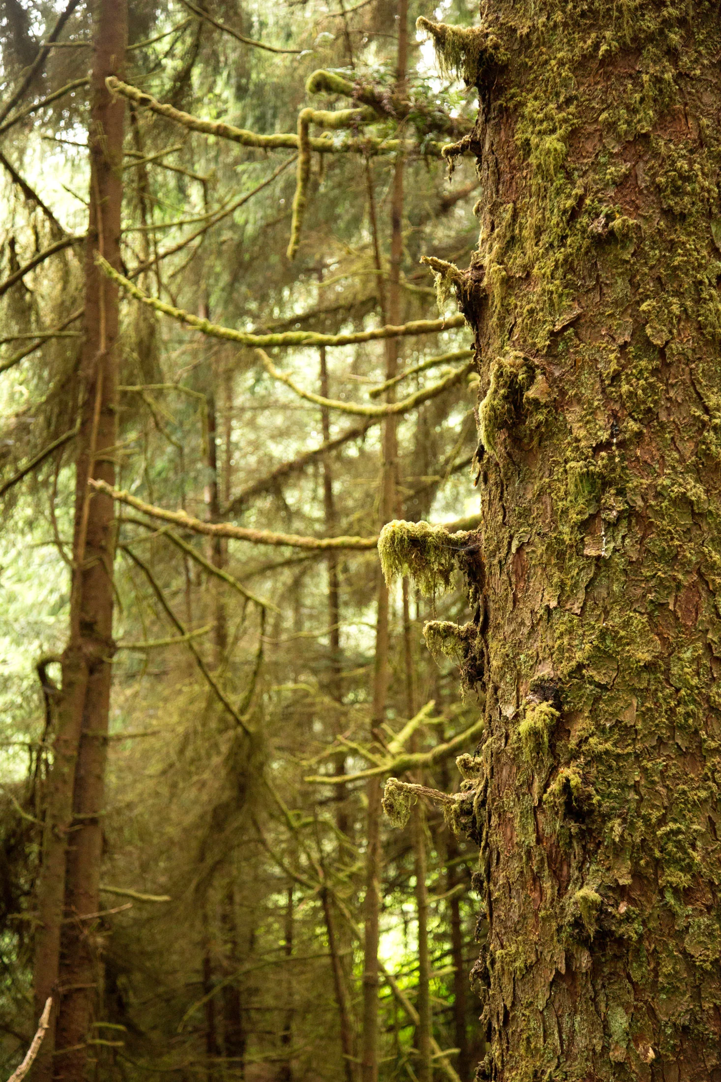 Close-up of a moss-covered tree trunk in a dense forest with other trees and branches in the background. Photographed by Kayla Duffney Creative.