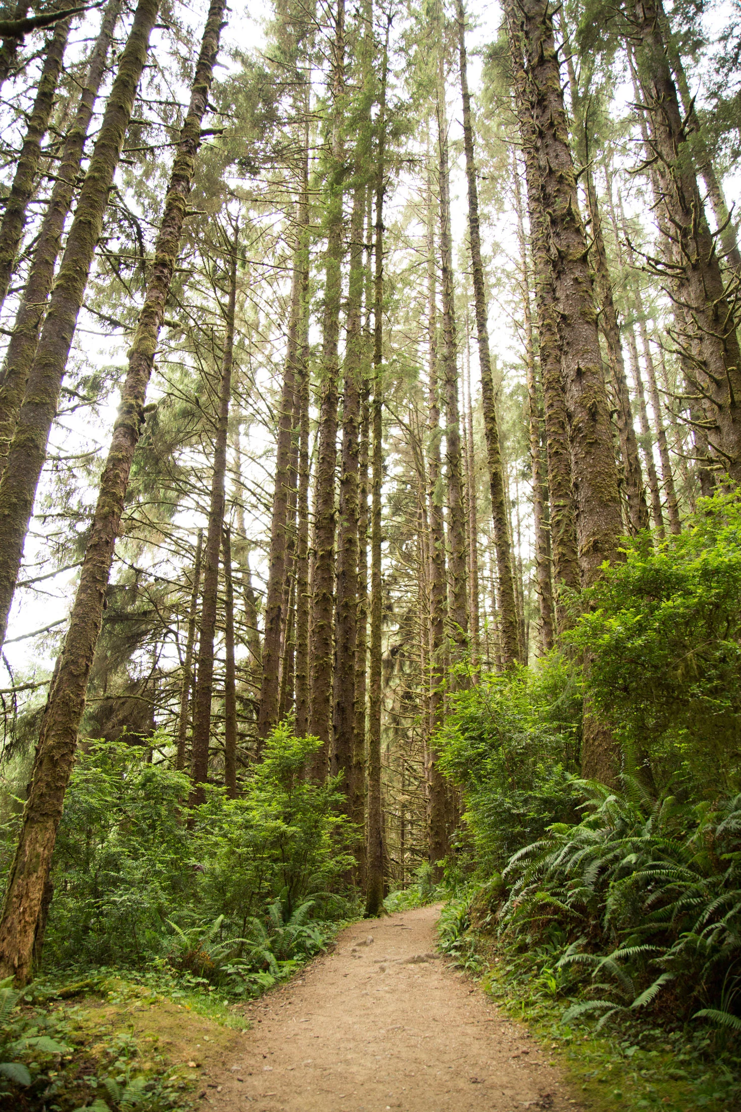 A dirt trail winds through the Red Wood forest with moss-covered trees with green ferns and underbrush along the path. Photographed by Kayla Duffney Creative.