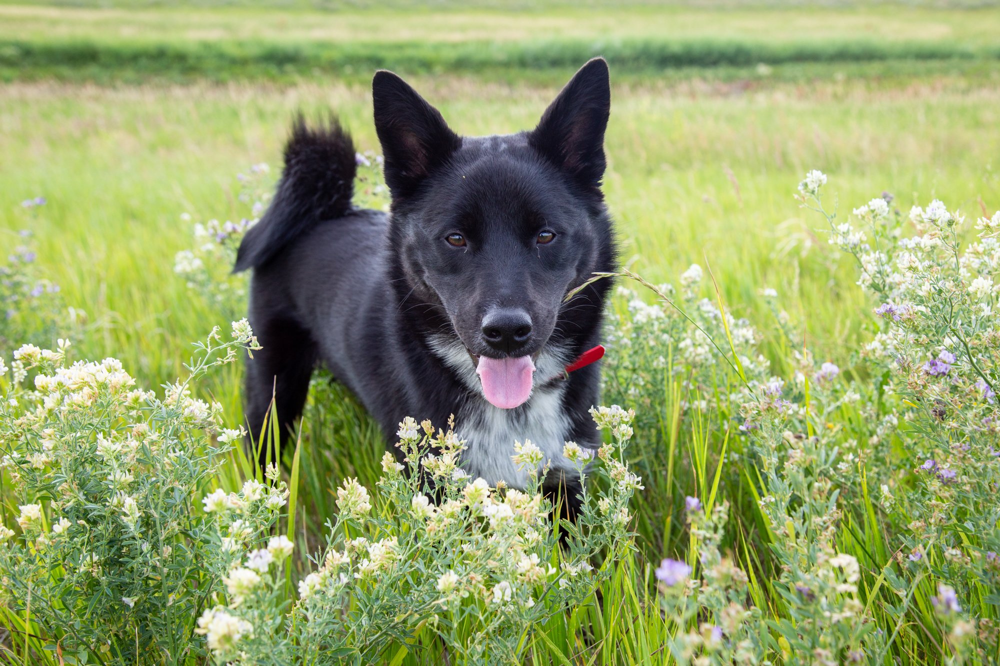 A black and white dog with pointy ears and a red collar, walking through a field of green grass and white flowers. Pet portraits photographed by Kayla Duffney Creative.