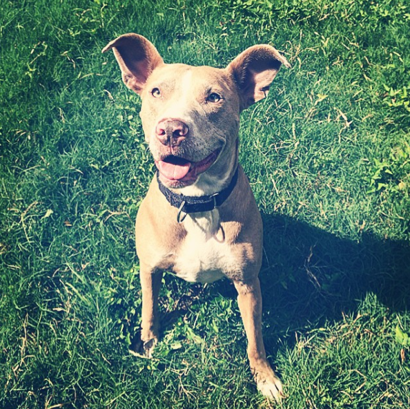 Coca, our Catahoula Pitbull Mix