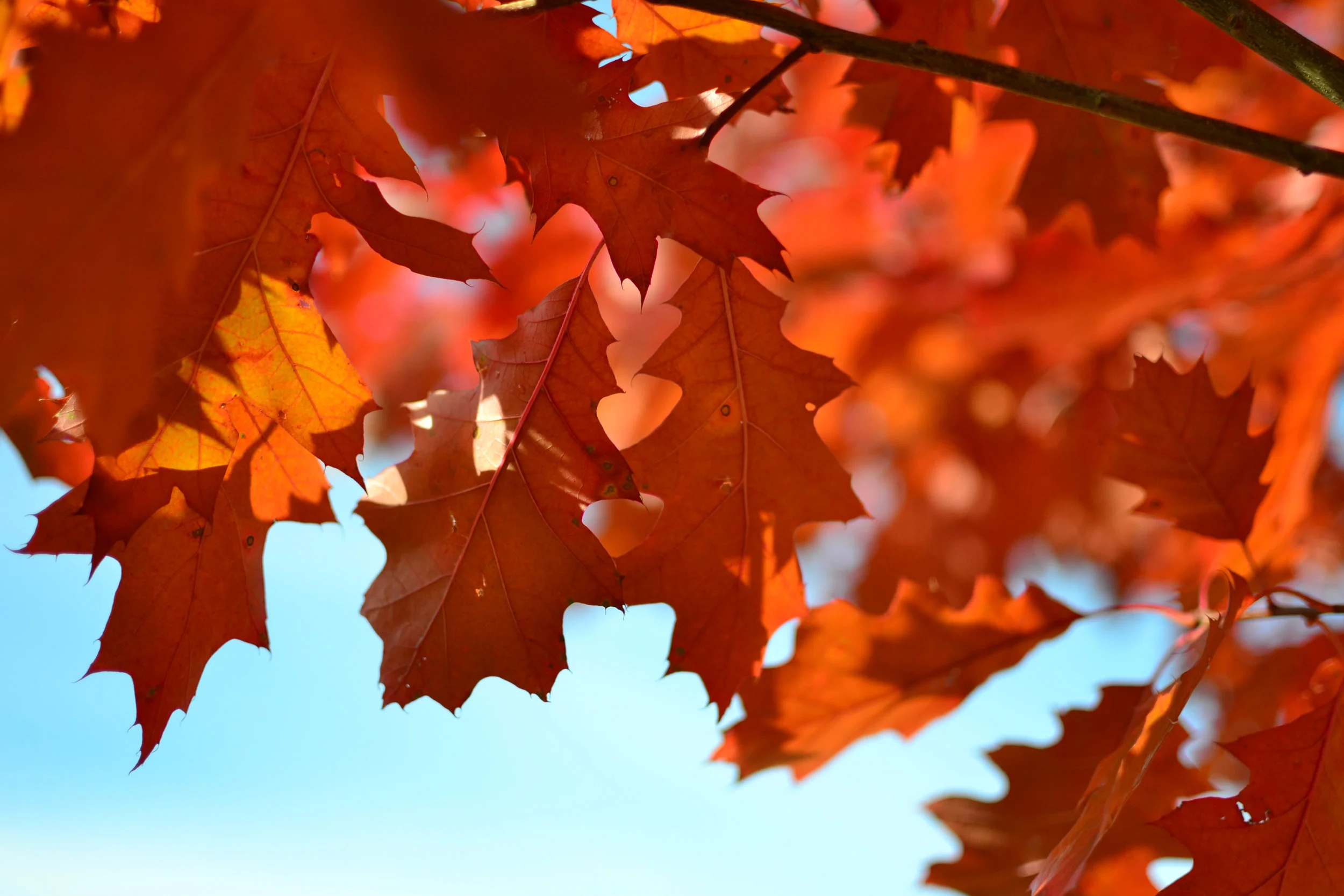 Lost Maples gets its name from the many maple trees, making Autumn an amazing time to visit. Check out their Instagram for some really beautiful photos of the fall foliage. 